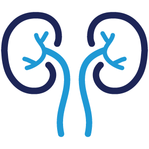 Kidneys Icon